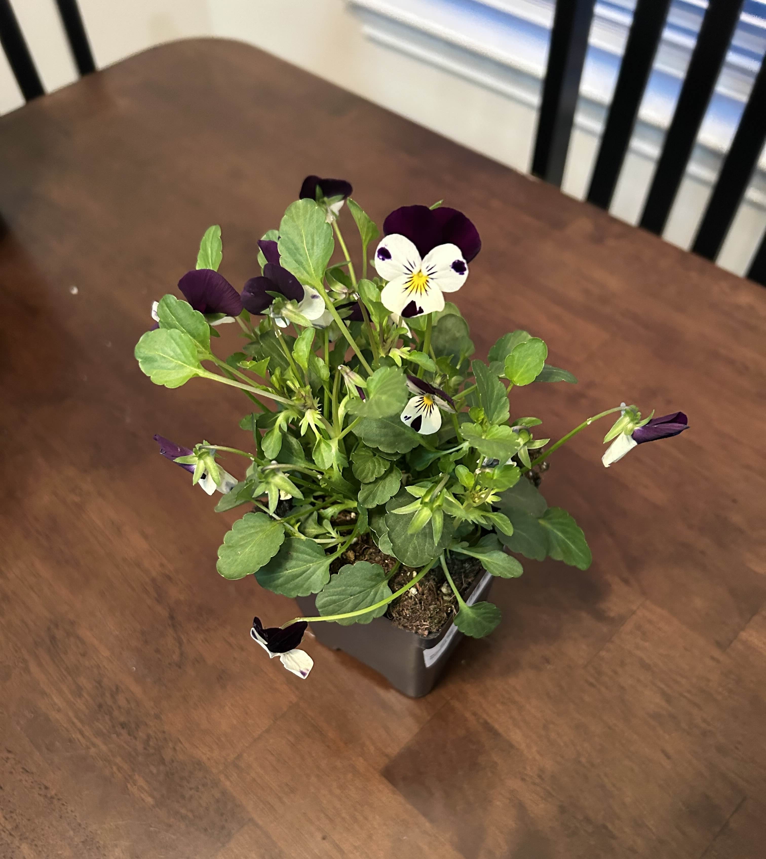 Purple/White Pansies